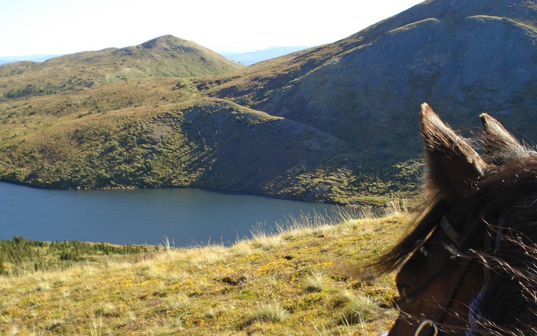 Horse & Mountain View